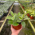 6" Hoya Crimson Queen plant photo