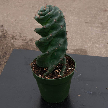 4" Cactus Spiralis plant photo