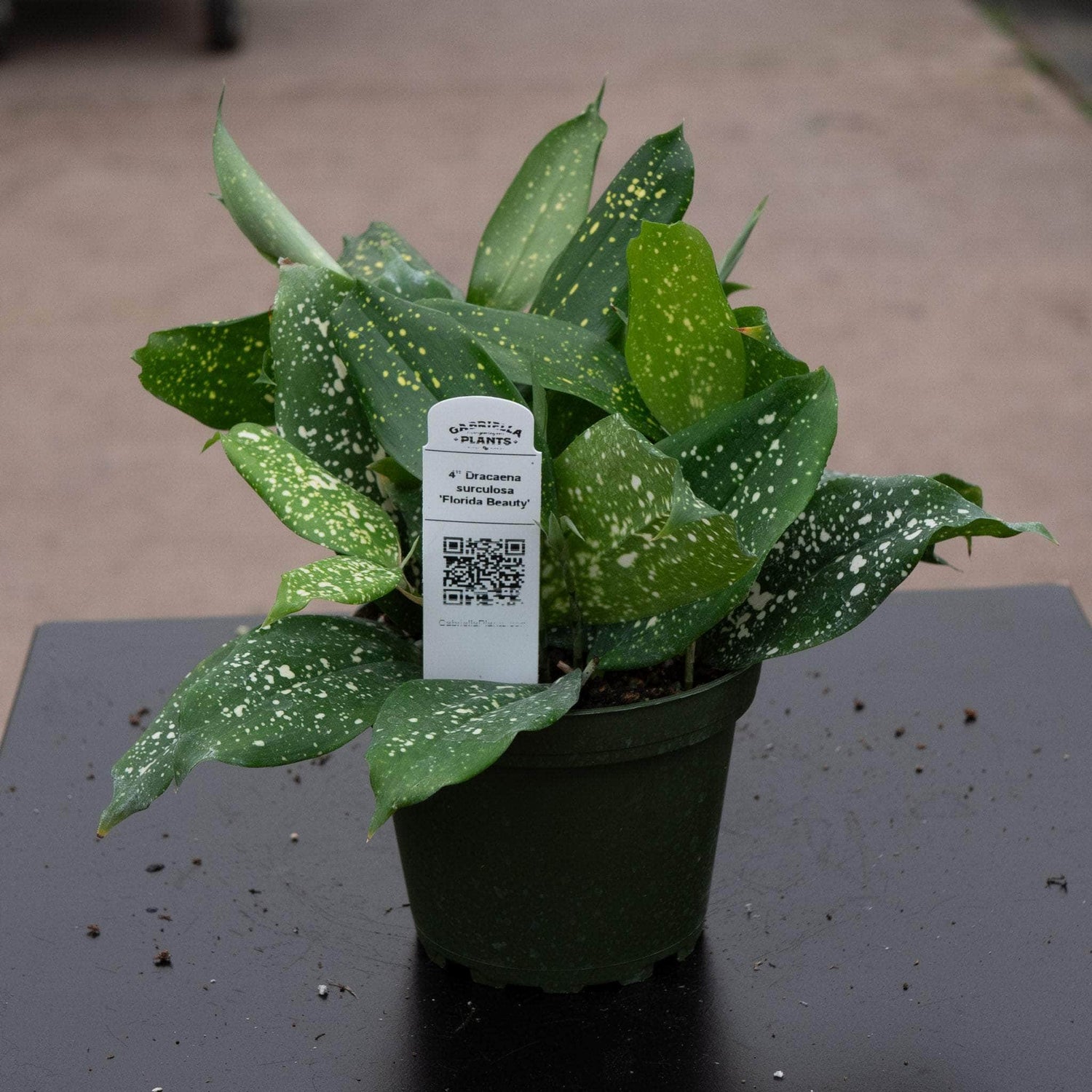 12" Dracaena Godseffiana plant photo