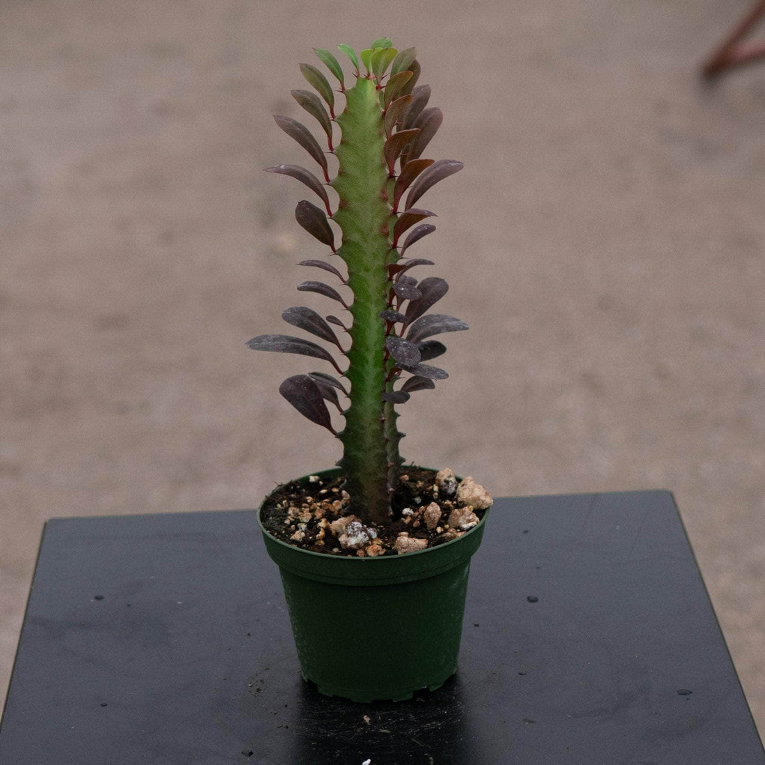 6" Euphorbia Trigona Red plant photo