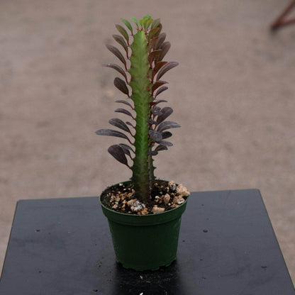 6" Euphorbia Trigona Red plant photo