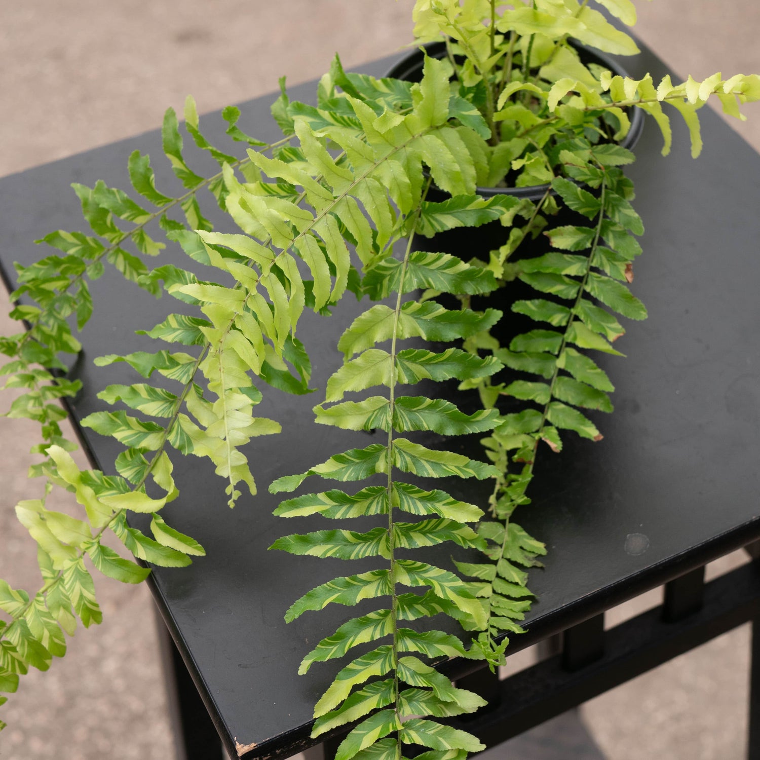 4" Fern Tiger plant photo