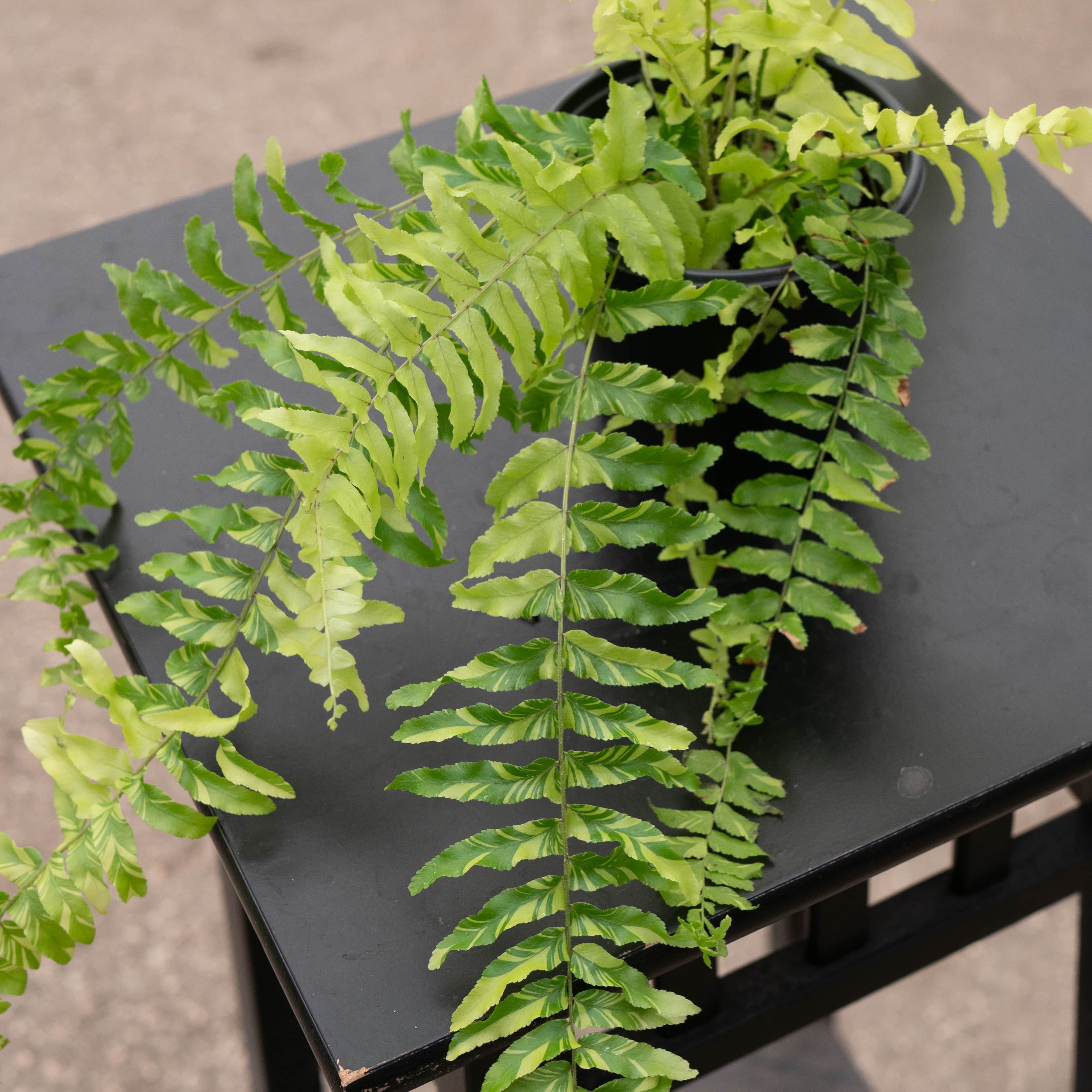 4" Fern Tiger plant photo