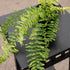4" Fern Tiger plant photo