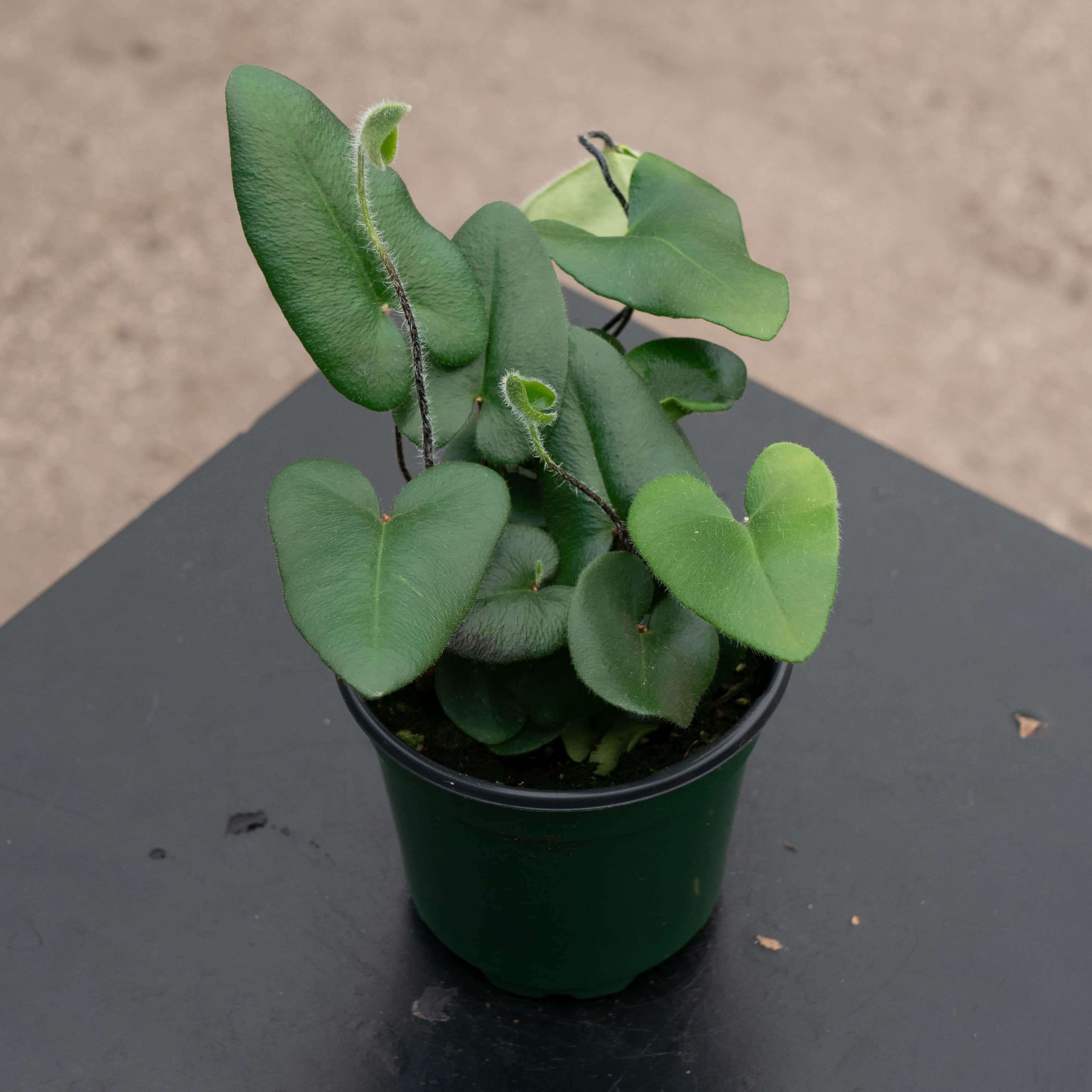 4.5" Heart Fern plant photo