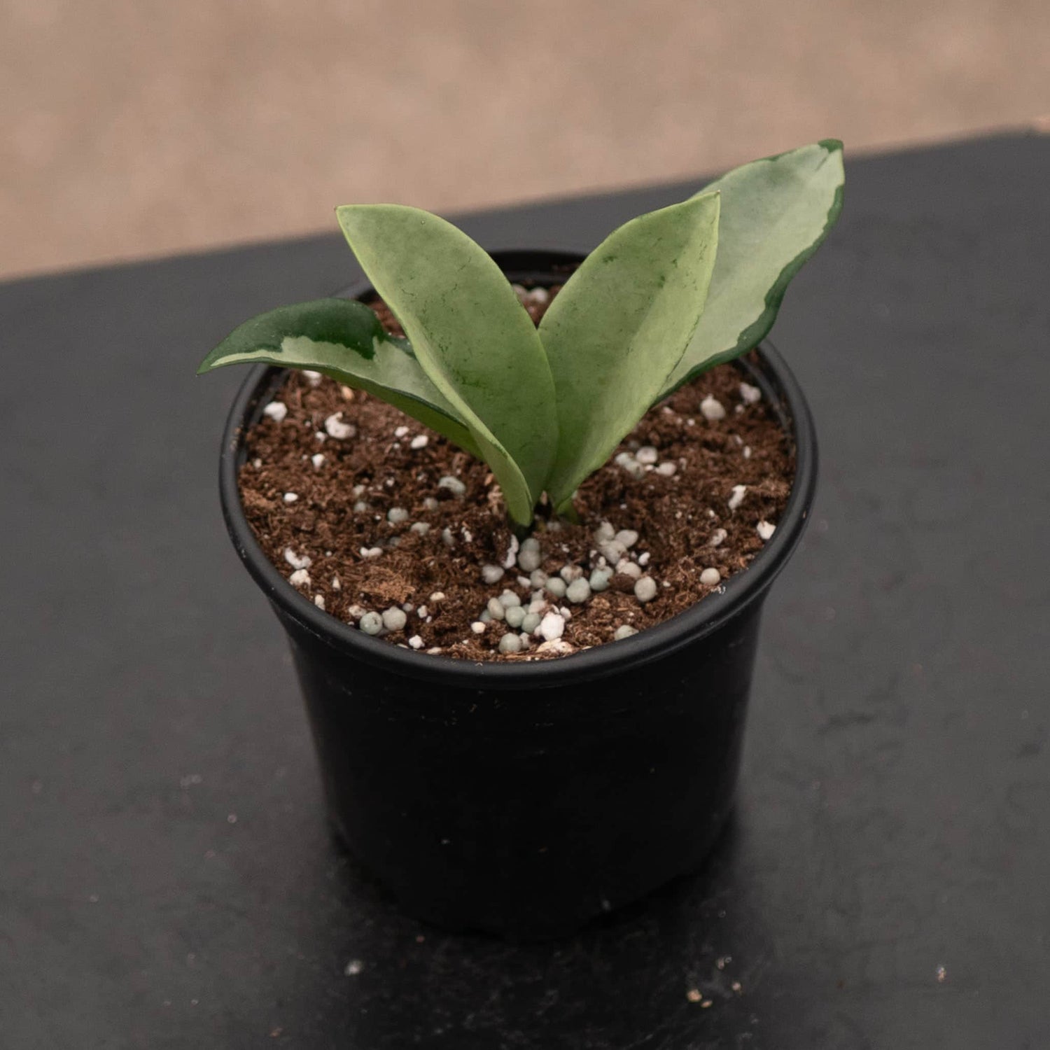 4" Hoya Silver Moon plant photo