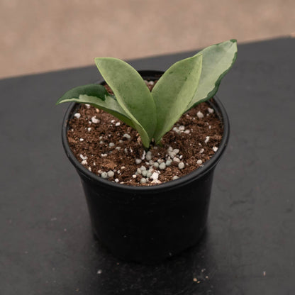 4" Hoya Silver Moon plant photo