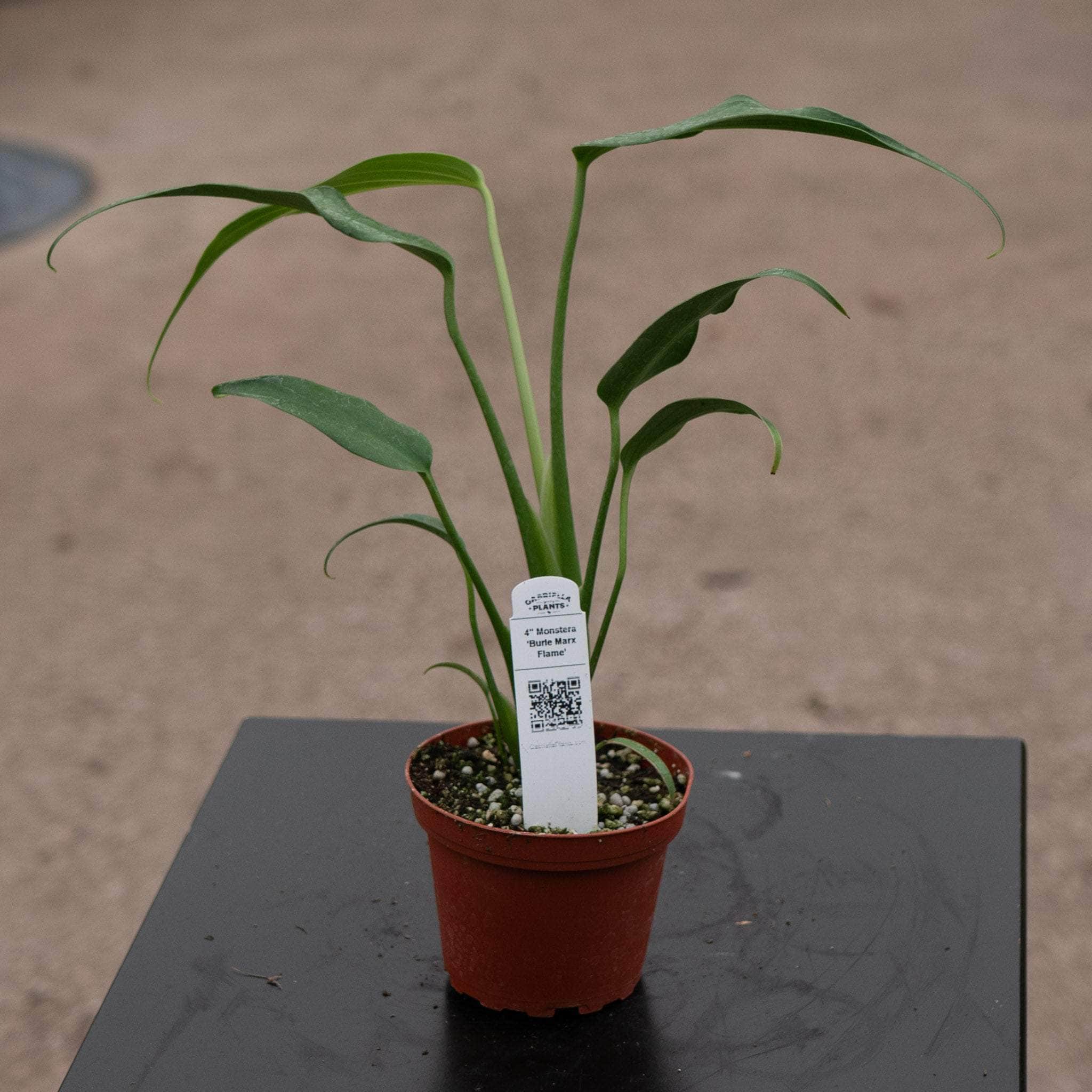 6" Philodendron Burle Marx Flame plant photo