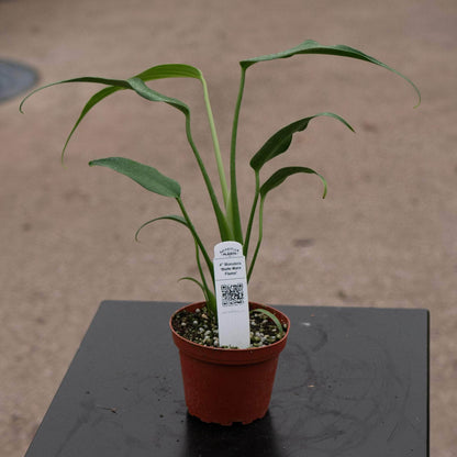 6" Philodendron Burle Marx Flame plant photo