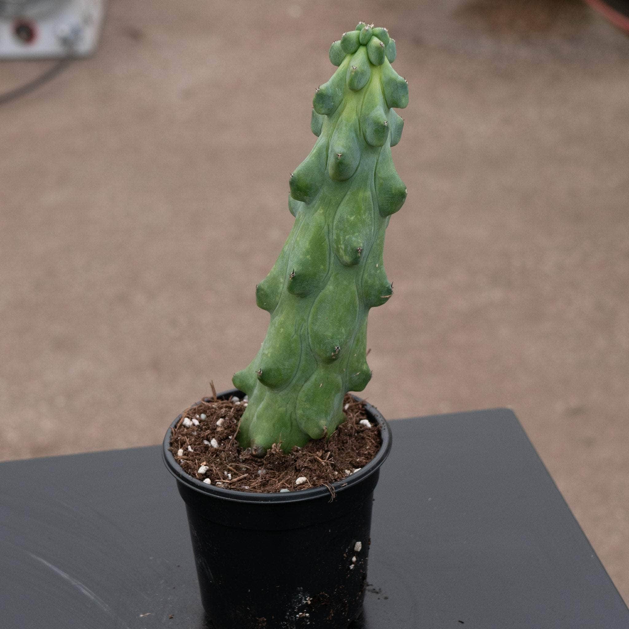 5gal Cactus Boobie plant photo