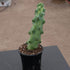5gal Cactus Boobie plant photo