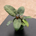 6" Philodendron Black Cardinal plant photo