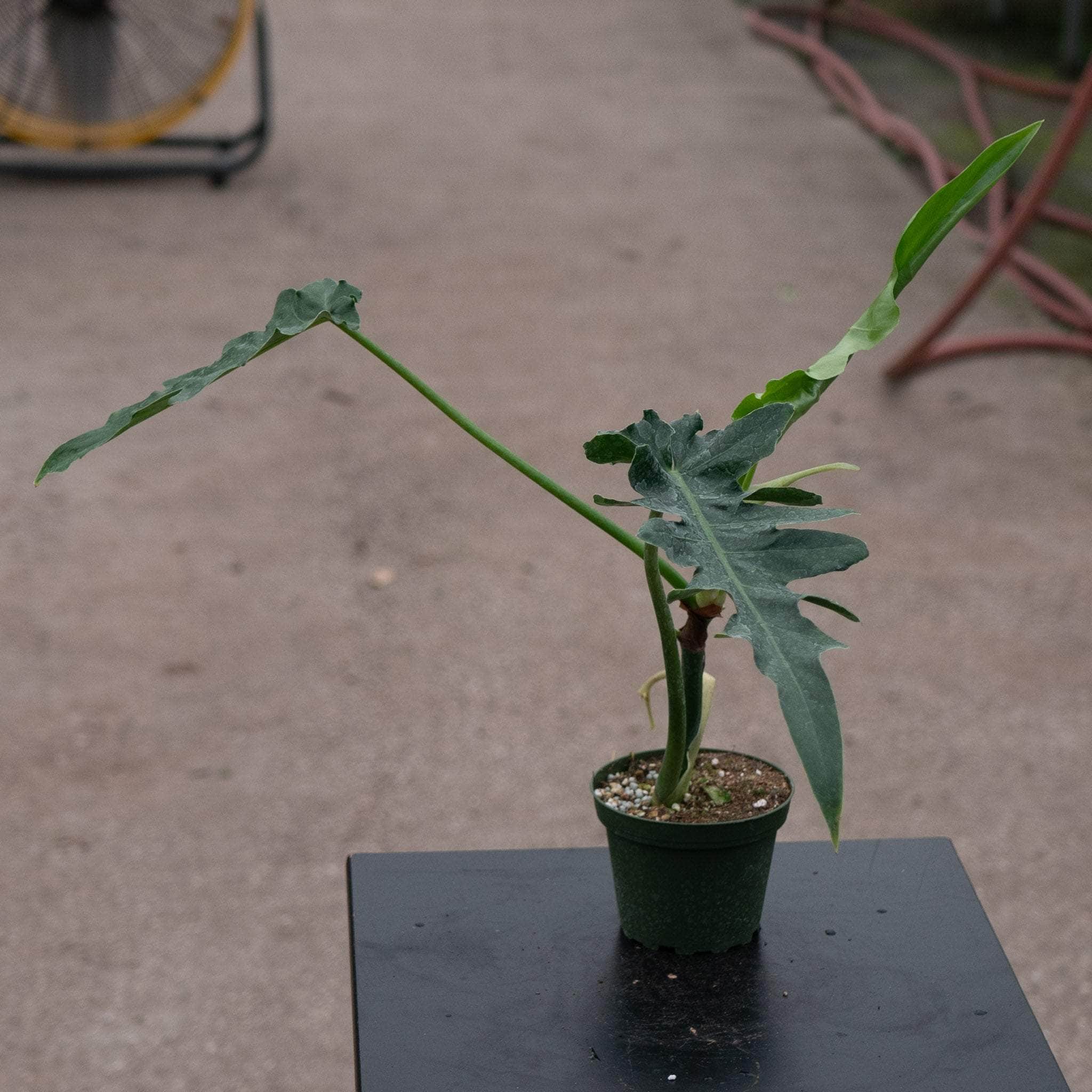 10" Philodendron Bob Cee plant photo