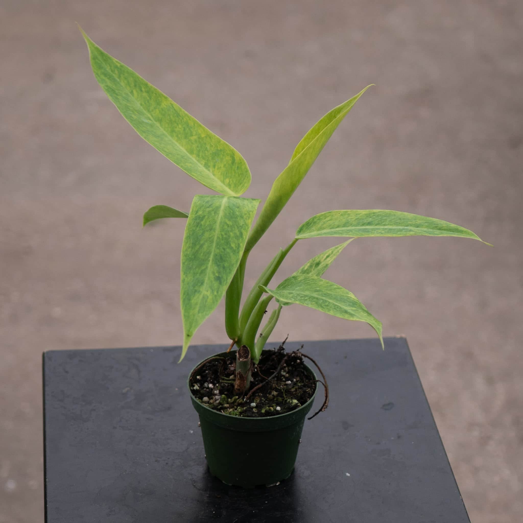 4" Philodendron Calkins Gold plant photo
