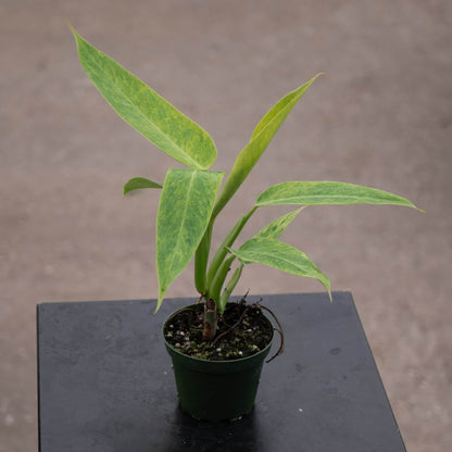 4" Philodendron Calkins Gold plant photo
