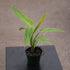4" Philodendron Calkins Gold plant photo