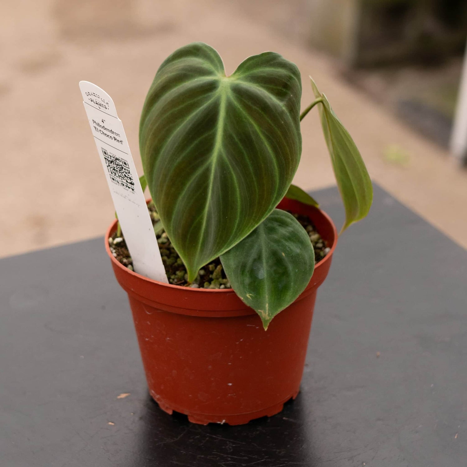 4" Philodendron El Choco Red plant photo