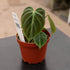 4" Philodendron El Choco Red plant photo