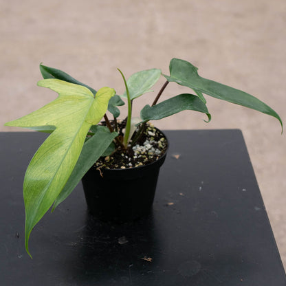 4" Florida Ghost Philodendron plant photo