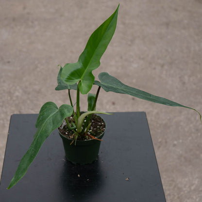 4" Philodendron Jerry Horne plant photo