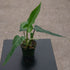 4" Philodendron Jerry Horne plant photo