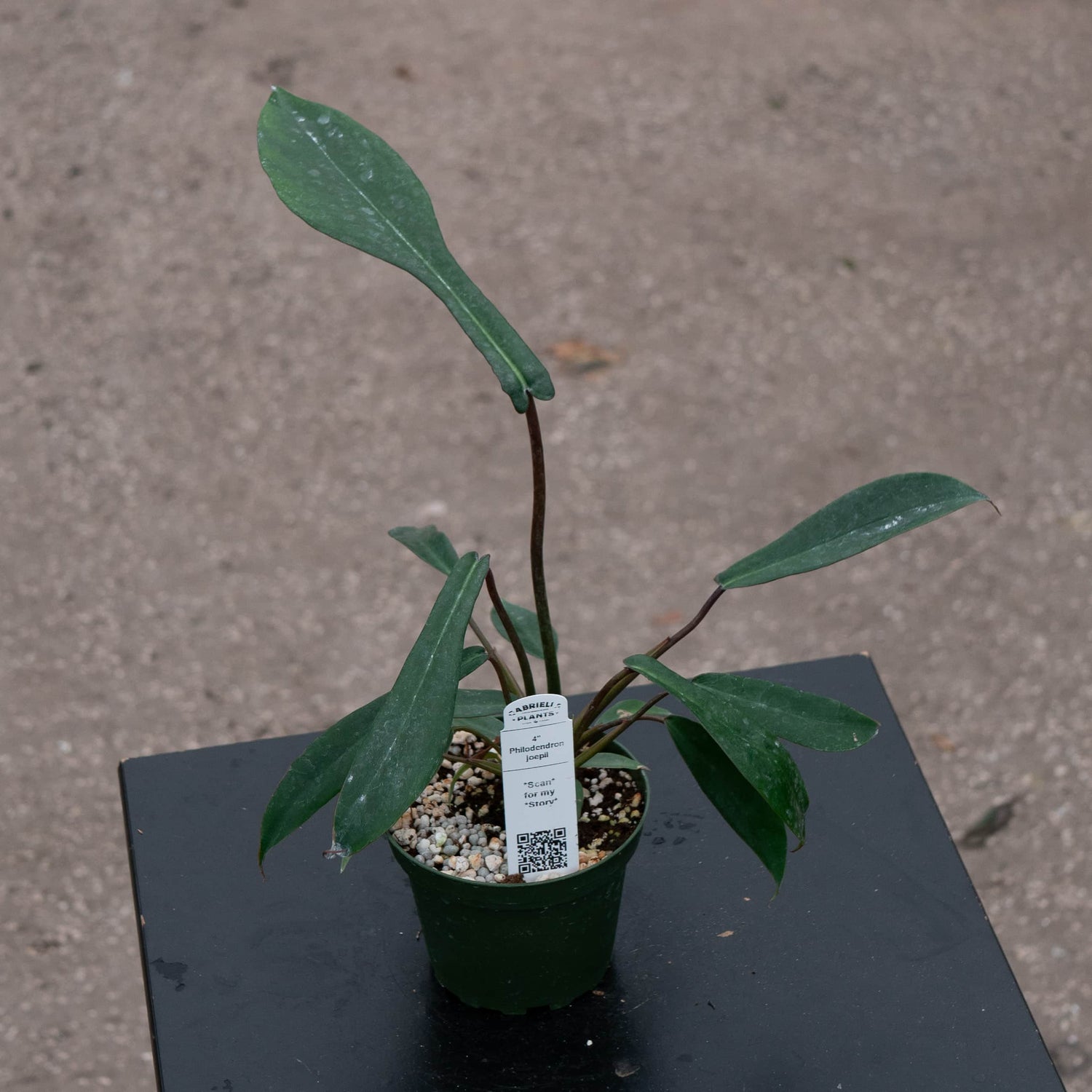 4" Philodendron Joepii plant photo