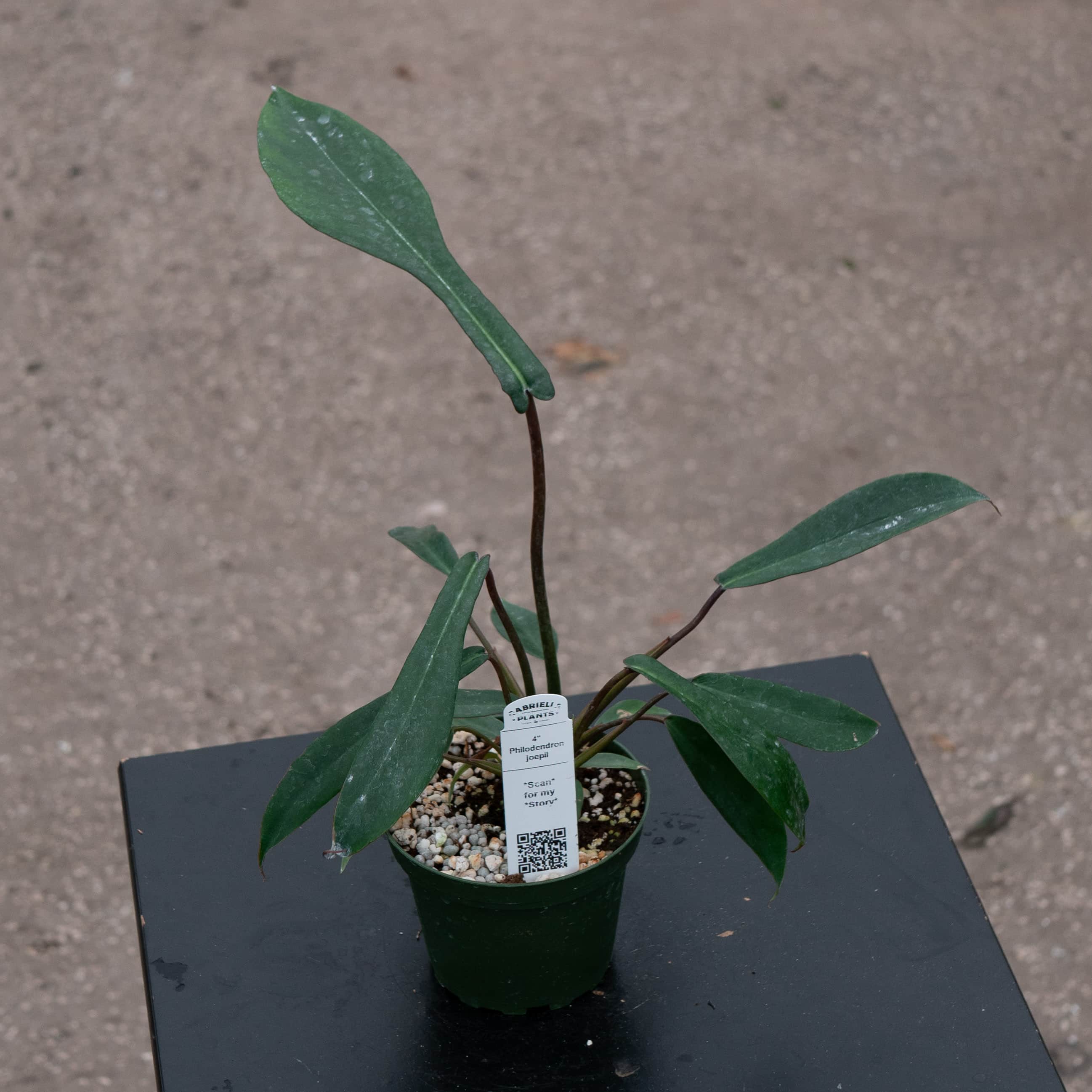 4" Philodendron Joepii plant photo