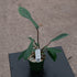 4" Philodendron Joepii plant photo