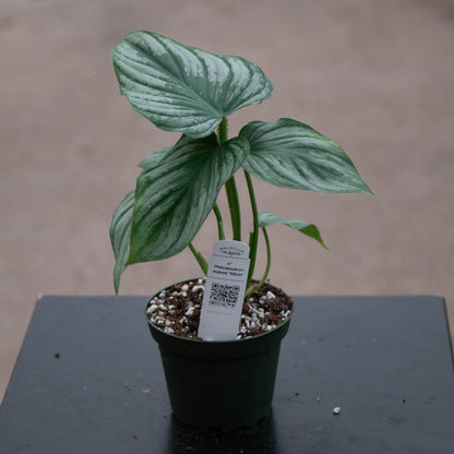 4" Philodendron Mamei Silver plant photo