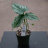 4" Philodendron Mamei Silver plant photo