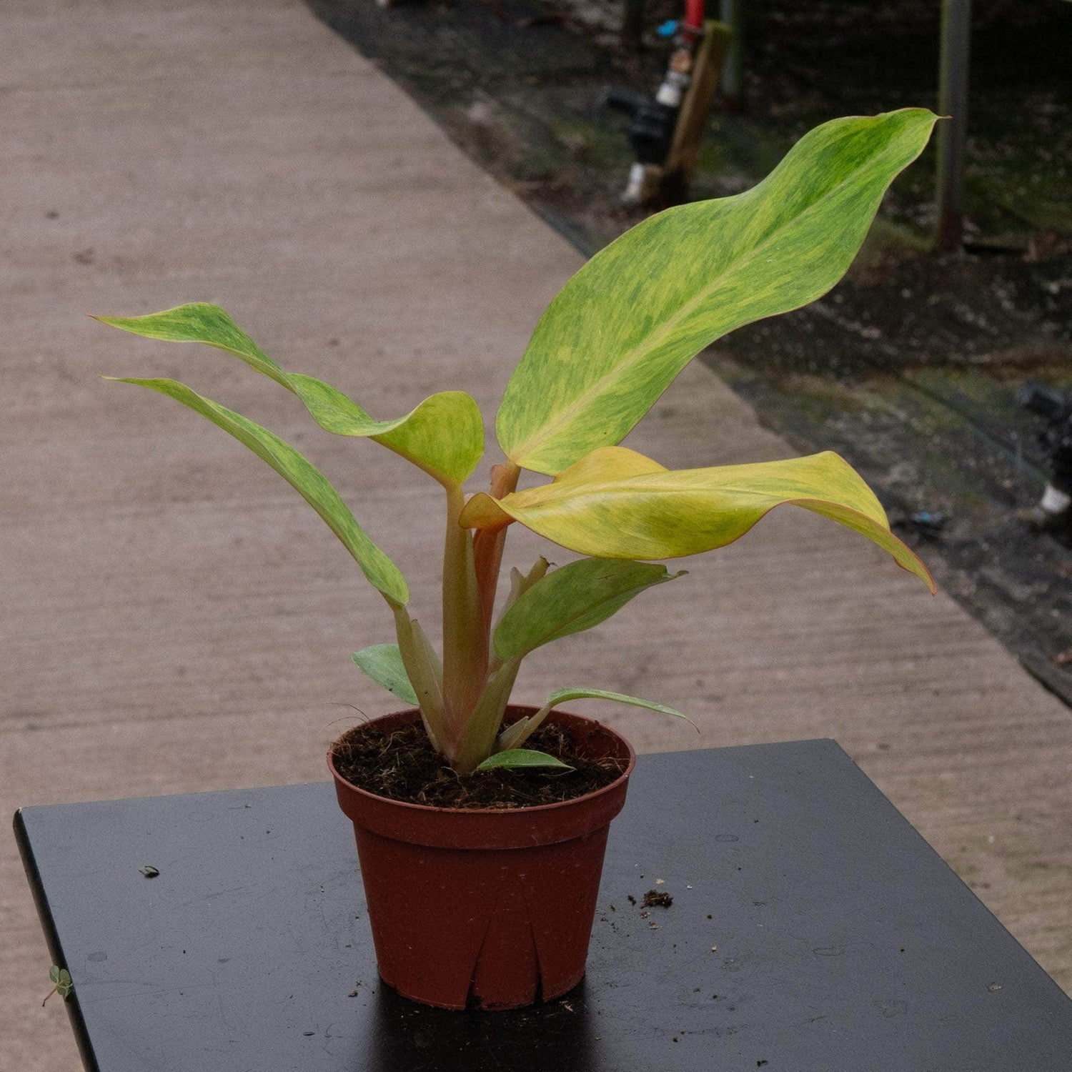 4" Philodendron Orange Marmalade plant photo