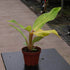 4" Philodendron Orange Marmalade plant photo