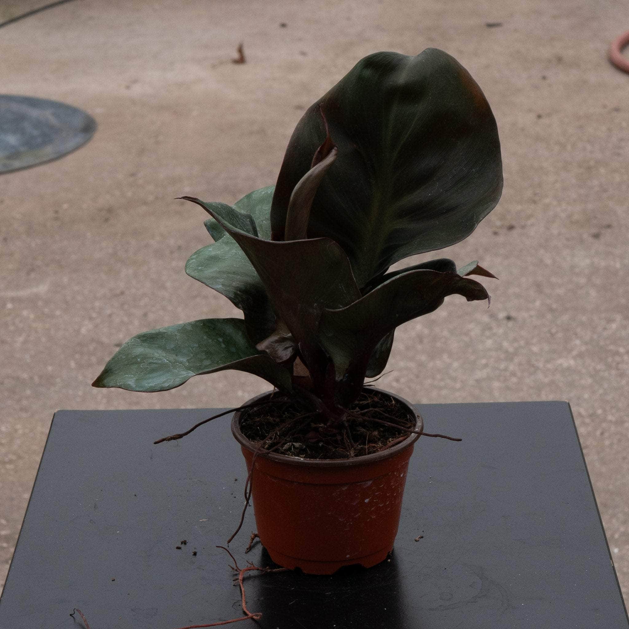 4" Philodendron Red Heart plant photo