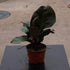 4" Philodendron Red Heart plant photo