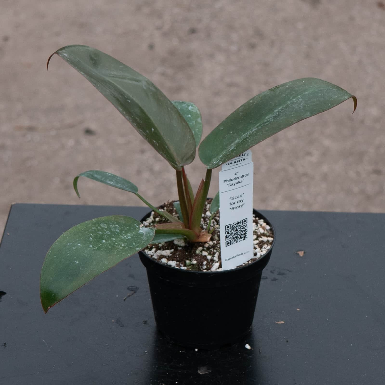 4" Philodendron Sayaka plant photo