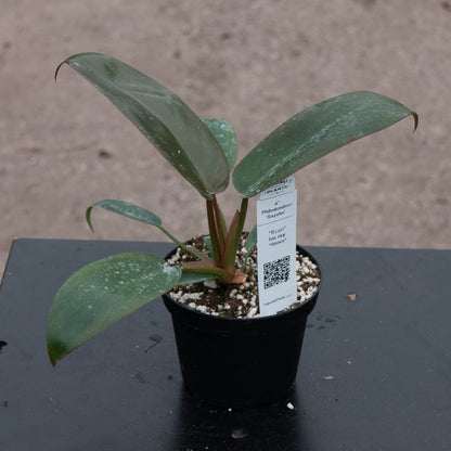 4" Philodendron Sayaka plant photo
