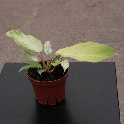 4" Philodendron Snowdrift plant photo