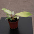 4" Philodendron Snowdrift plant photo