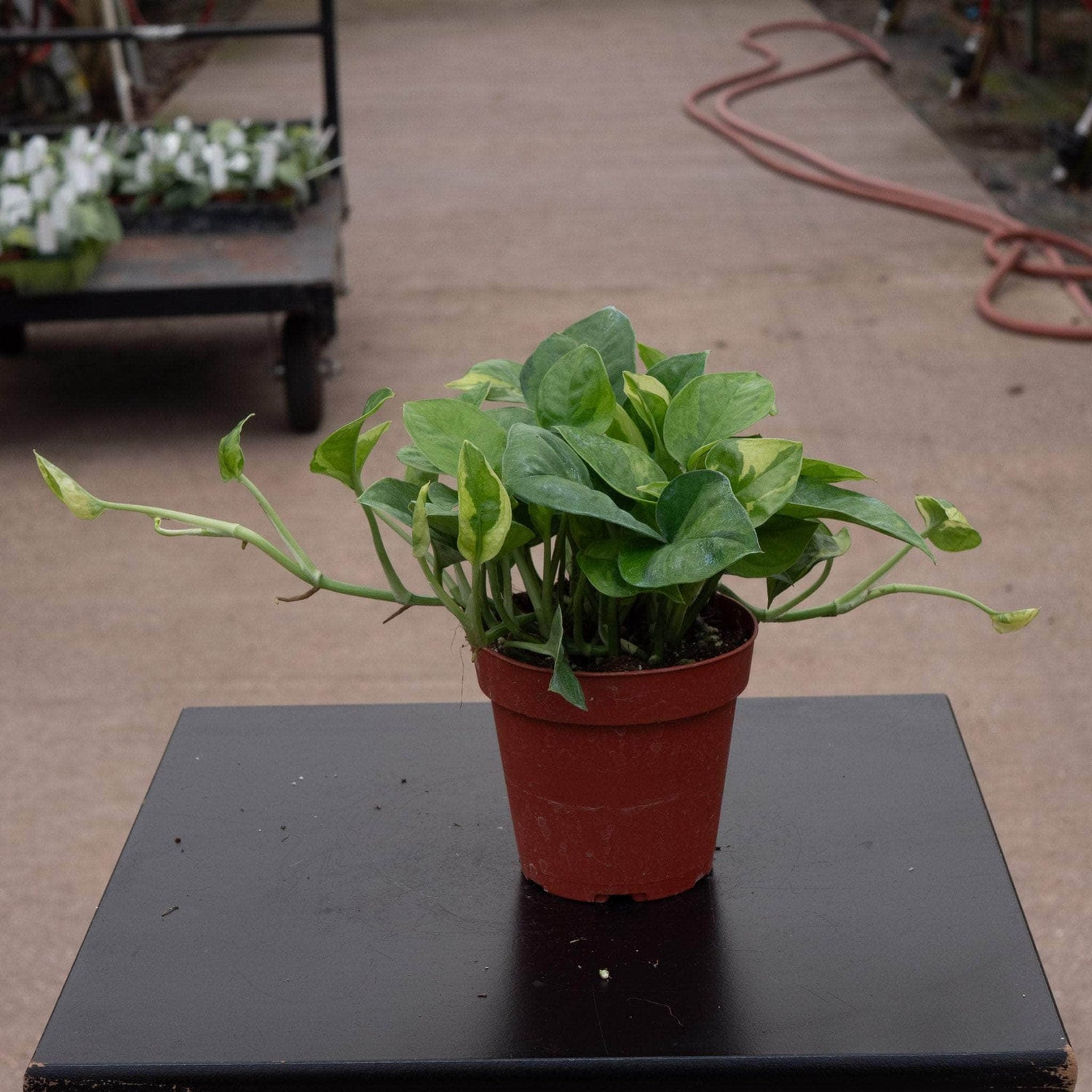 6" Pothos Emerald plant photo