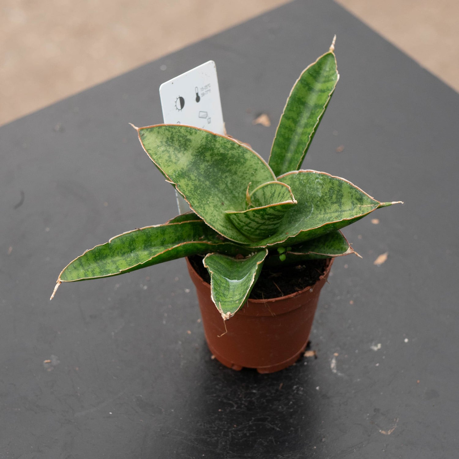 2" Sansevieria Lady Gaga plant photo