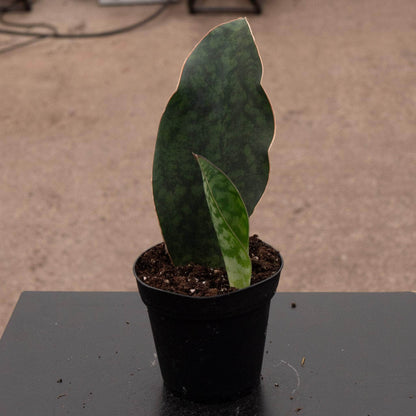 4" Sansevieria Whale Tail plant photo