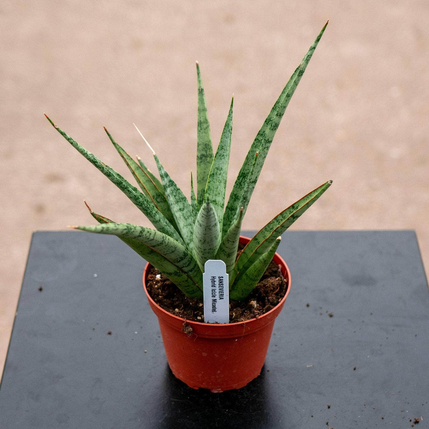 4" Sansevieria Ice Man plant photo