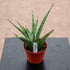 4" Sansevieria Ice Man plant photo