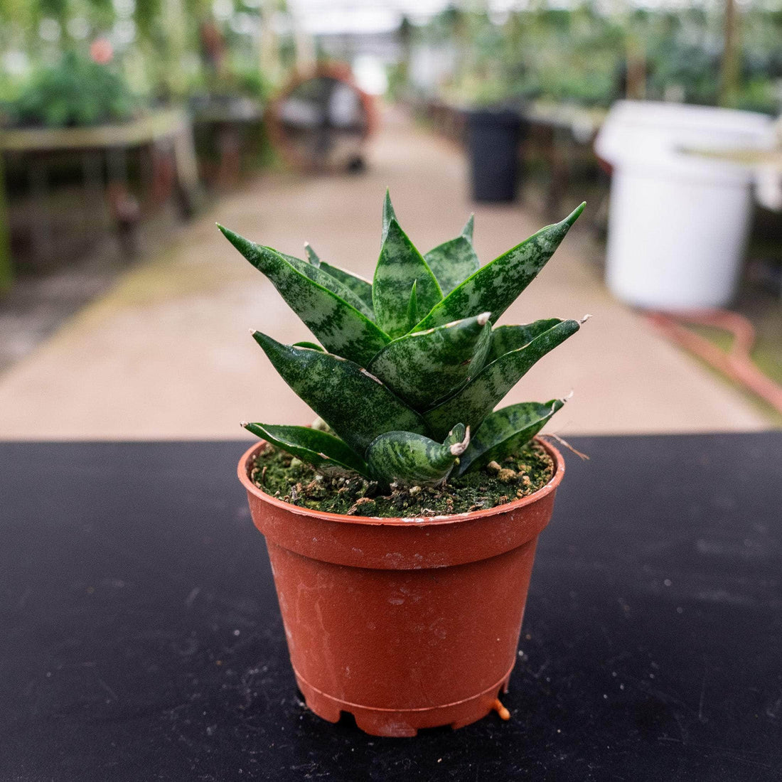 2" Sansevieria Pagoda plant photo