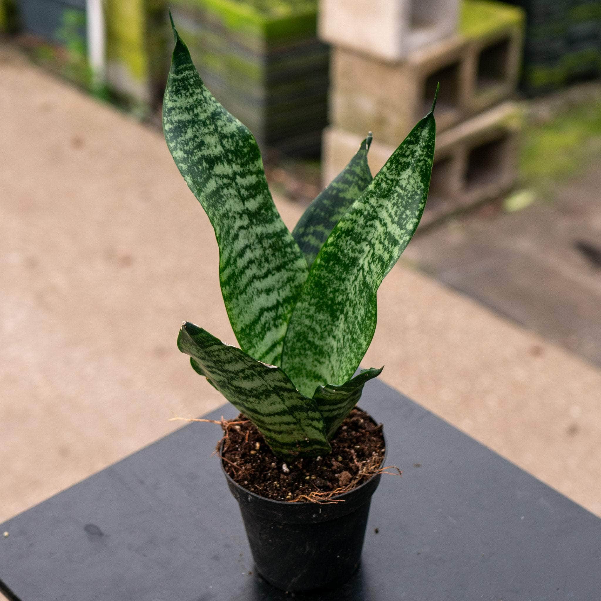 8" Sansevieria plant photo