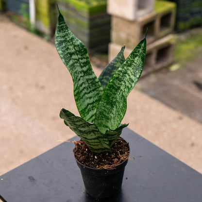 8" Sansevieria plant photo