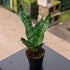 8" Sansevieria plant photo
