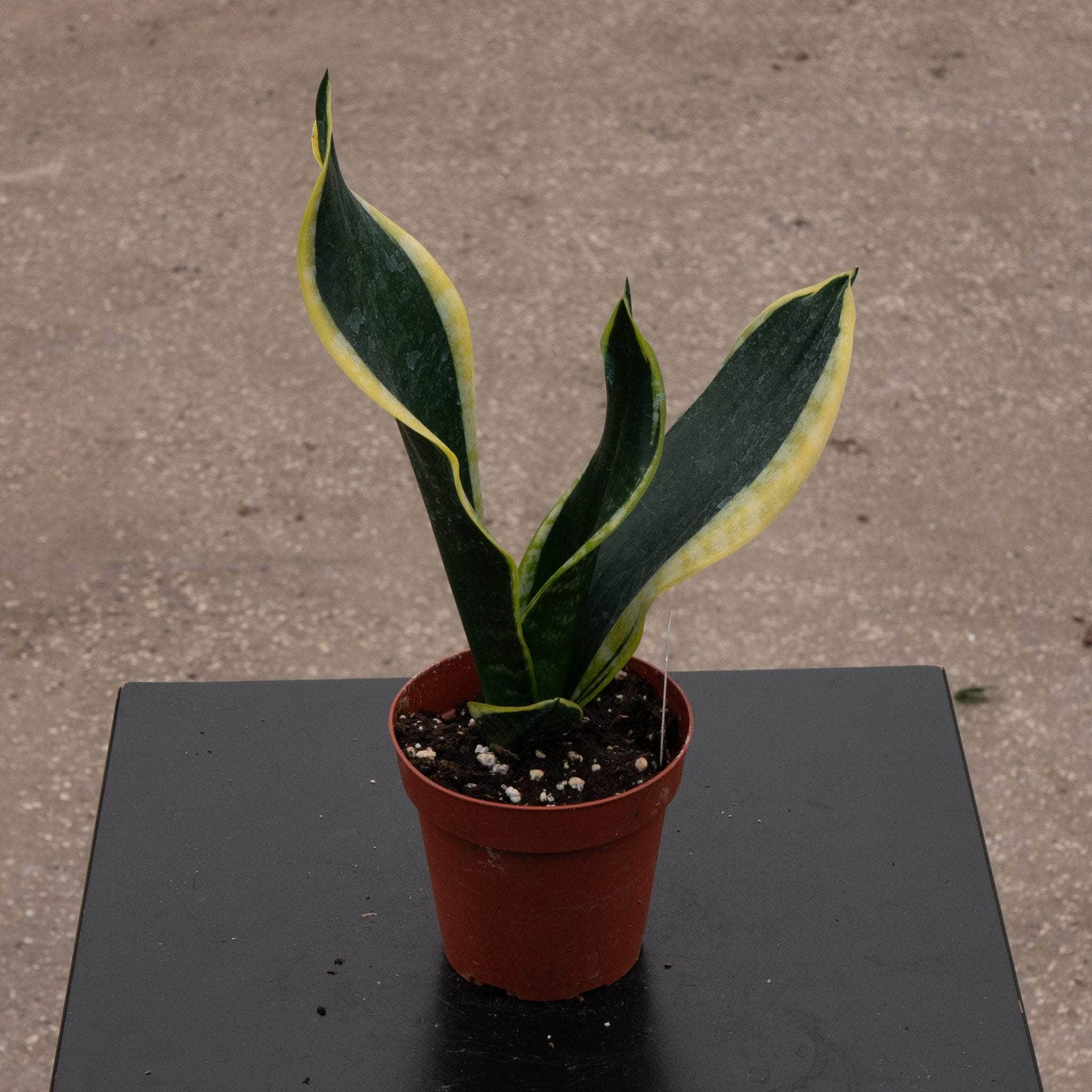 6" Sansevieria plant photo