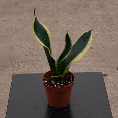6" Sansevieria plant photo