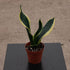 6" Sansevieria plant photo